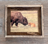Bison Love- FRAMED 8x10 wood print