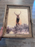 Elk Stare Down - FRAMED 11x14 Wood Print
