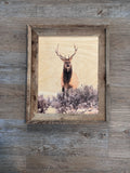 Elk Stare Down - FRAMED 11x14 Wood Print