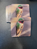 Coaster- Anna's Hummingbird