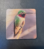 Coaster- Anna's Hummingbird