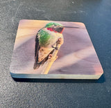 Coaster- Anna's Hummingbird