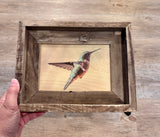 Suspended Anna's Hummingbird- FRAMED- 5x7 Wood Print
