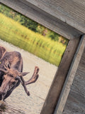 Thirsty Moose- FRAMED 11x14 Wood Print