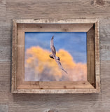 Northern Harrier- FRAMED 8x10 wood print