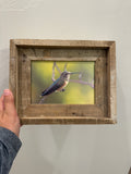 Broad Tailed Hummingbird- FRAMED 5x7 Wood Print