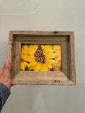 Painted Lady Butterfly- FRAMED 5x7 Wood Print