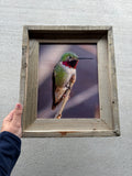 Anna's Hummingbird- FRAMED 8x10 wood print