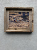 Pheasant- FRAMED 8x10 wood print