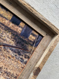 Pheasant- FRAMED 8x10 wood print