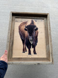 Icy Bison- FRAMED 11x14 Wood Print