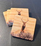 Coaster- Elk Stare Down