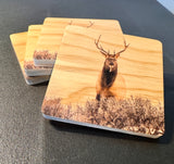 Coaster- Elk Stare Down