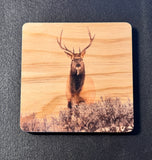 Coaster- Elk Stare Down