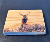 Coaster- Elk Stare Down