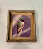 Anna's Hummingbird- FRAMED 8x10 wood print