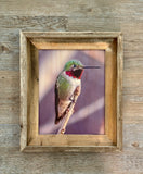 Anna's Hummingbird- FRAMED 8x10 wood print