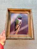 Anna's Hummingbird- FRAMED 8x10 wood print