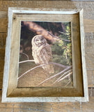 Great Gray Owl- FRAMED 8x10 wood print