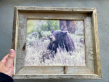 Black Bear in Rain- FRAMED 8x10 wood print