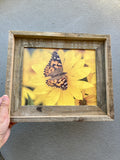 Painted Lady Butterfly- FRAMED 8x10 Wood Print