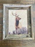 Elk Head Turn- FRAMED 8x10 wood print
