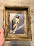 Anna's Hummingbird- FRAMED 5x7 Wood Print
