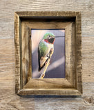 Anna's Hummingbird- FRAMED 5x7 Wood Print