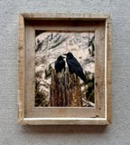 Ravens- FRAMED 8x10 wood print