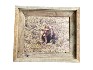 Grizzly 610- FRAMED 8x10 wood print