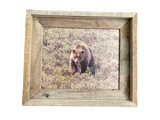 Grizzly 610- FRAMED 8x10 wood print