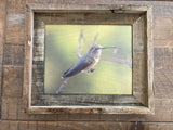 Hummingbird- FRAMED 8x10 wood print