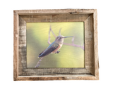 Hummingbird- FRAMED 8x10 wood print