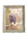 Sunset Eagle- FRAMED 11x14 Wood Print