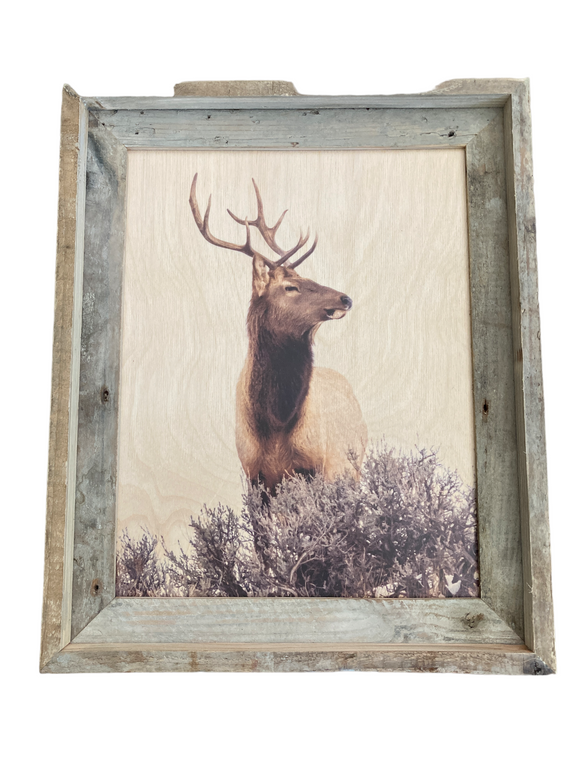 Elk Head Turn - FRAMED 11x14 Wood Print