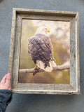 Sunset Eagle- FRAMED 11x14 Wood Print