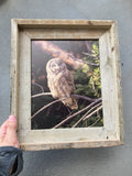 Great Gray Owl- FRAMED 8x10 wood print