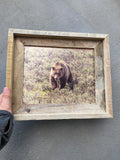 Grizzly 610- FRAMED 8x10 wood print