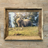 Grizzly on a Hill- FRAMED 11x14 Wood Print