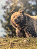 Grizzly on a Hill- FRAMED 11x14 Wood Print