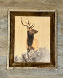 Elk Head Turn - FRAMED 11x14 Wood Print