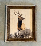 Elk Head Turn - FRAMED 11x14 Wood Print