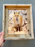 Snowy Fox- FRAMED 8x10 wood print