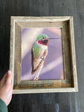 Anna's Hummingbird- FRAMED 8x10 wood print