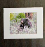 Bear in the Rain photo print- 11x14