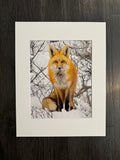 Snowy Fox photo print- 11x14