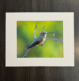 Oregon Hummingbird photo print- 11x14