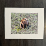 Grizzly 610 photo print- 11x14