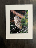 Great Gray Owl photo print- 11x14