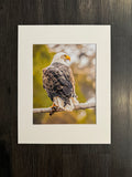 Sunset Eagle photo print- 11x14